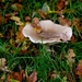 't is herfst
