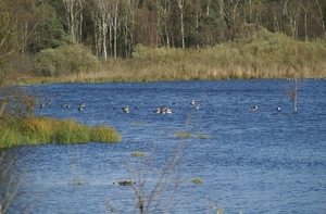 131023 25    GANZEN, FISCHTEICH