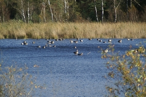 131023 26    GANZEN, FISCHTEICH