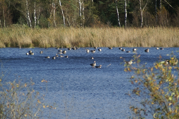 131023 26    GANZEN, FISCHTEICH
