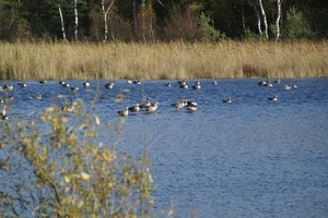 131023 27    GANZEN, FISCHTEICH