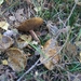 131023 38    NATUUR