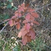 131023 40    NATUUR