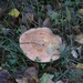 131023 41    PADDENSTOEL