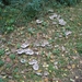 131023 42    PADDENSTOEL