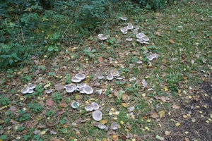 131023 42    PADDENSTOEL