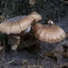 131023 47    PADDENSTOEL
