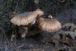 131023 47    PADDENSTOEL