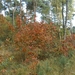 131023 52    NATUUR