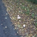 131023 56    PADDENSTOEL