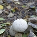 131023 58    PADDENSTOEL