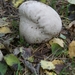 131023 59    PADDENSTOEL