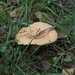 131023 60    PADDENSTOEL
