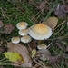 131023 61    PADDENSTOEL