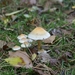 131023 62    PADDENSTOEL