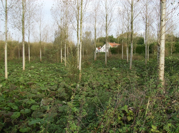 Lokeren Oktober 2013 006