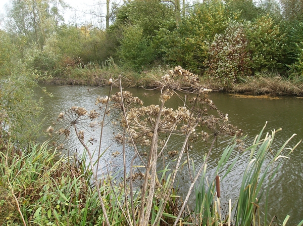 Lokeren Oktober 2013 010
