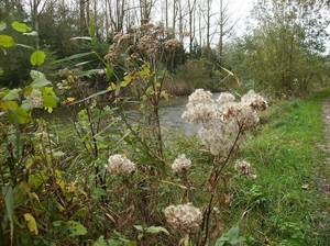 Lokeren Oktober 2013 011