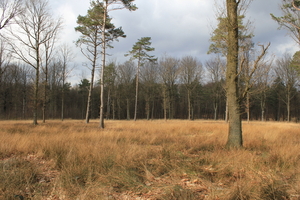 OMGEVING LINDEN-HOLSBEEK