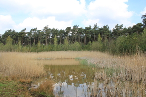 OMGEVING OSSENDRECHT - NL