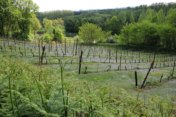 OMGEVING AVERBODE-DEMERVALLEI