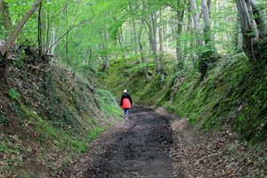 OMGEVING TIELT-WINGE