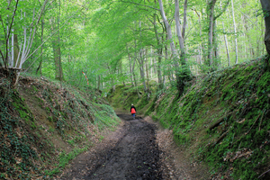 OMGEVING TIELT-WINGE