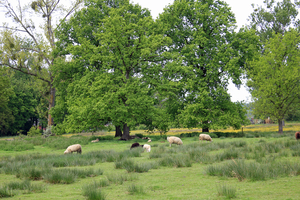 OMGEVING TIELT-WINGE