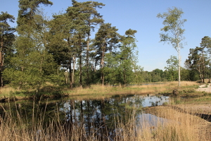 OMGEVING OSSENDRECHT - NL