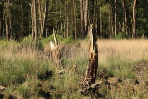 OMGEVING OSSENDRECHT - NL