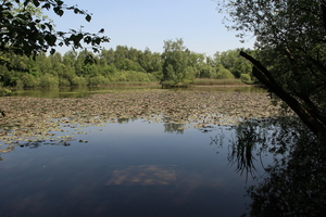 OMGEVING OSSENDRECHT - NL