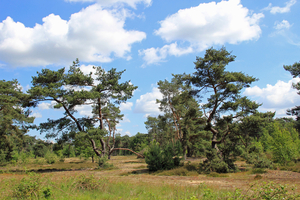 OMGEVING TURNHOUT-ZEVENDONK