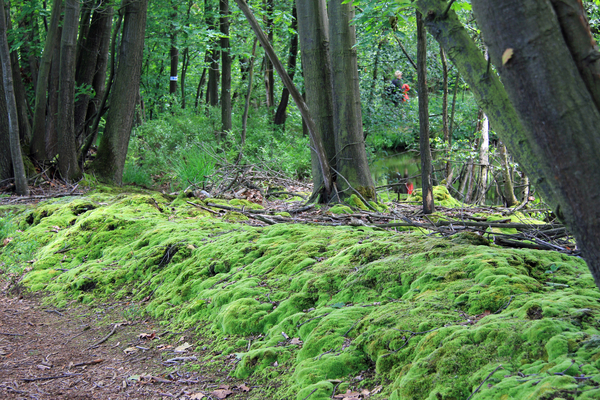 OMGEVING HOUTVENNE