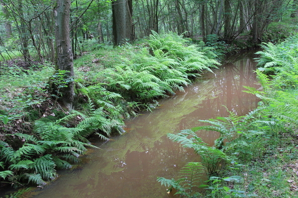 OMGEVING HOUTVENNE