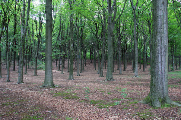 OMGEVING HOLSBEEK-LINDEN