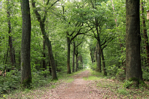 OMGEVING WORTEL-HOOGSTRATEN