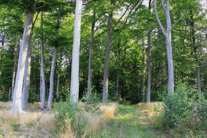 OMGEVING ZANDHOVEN