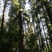 10_16_4_ Redwoods Park (18)