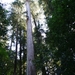 10_16_4_ Redwoods Park (20)