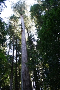 10_16_4_ Redwoods Park (20)
