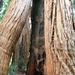 10_16_4_ Redwoods Park (28)