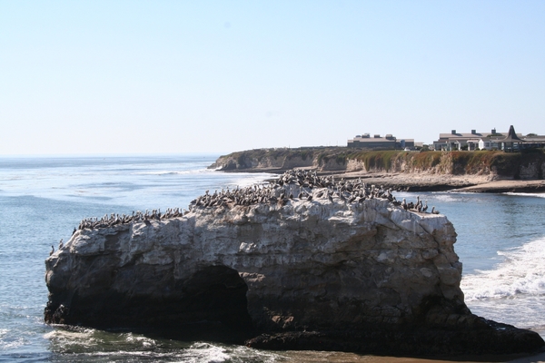 10_16_5 Natural Bridges State Beach Santa Cruz (8)