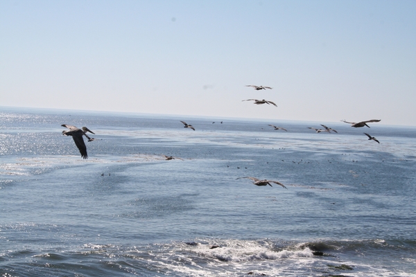 10_16_5 Natural Bridges State Beach Santa Cruz (13)