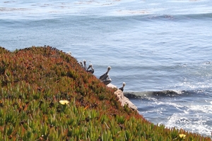 10_16_5 Natural Bridges State Beach Santa Cruz (14)