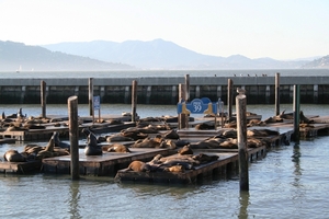 10_17_9 San Francisco Fisherman's Wharf Pier 39 (6)