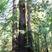 10_16_4_ Redwoods Park (11)
