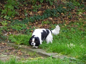 Ziva