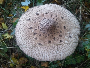 IMG01778-20131022-1521