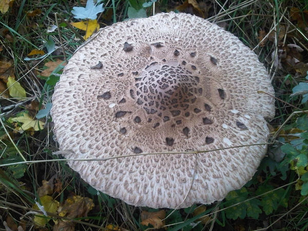 IMG01778-20131022-1521