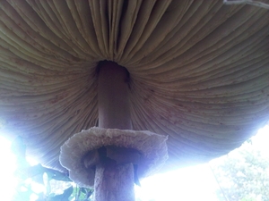 IMG01780-20131022-1522